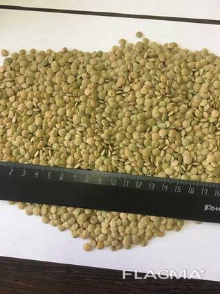 Чечевица Зелёная/ Красная