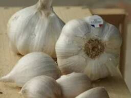 Чеснок