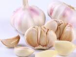Чеснок - фото 2
