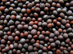 Горчица урожай 2024 года