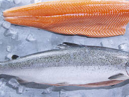 High quality wholesale bulk seafood fresh Salmon frozen fish. Food Grade Factory Directly