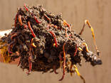 Красный калифорнийский червь - photo 1