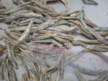 Купить сушеную рыбу в Туркменистан от производителя из Вьетнама. - фото 3