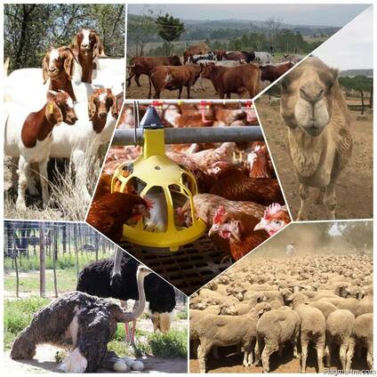 Livestock, ox gallstone and ostrich chicks