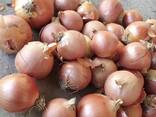 Лук из Туркменистане - фото 2