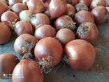 Лук из Туркменистане - фото 3