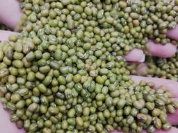 Маш зеленые бобы на экспорт .