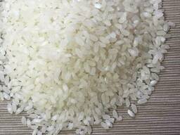 Medium grain elite rice, Camolino