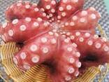 Мороженная рыба и морепродукты в Туркменистан от производителя из КНР - photo 7