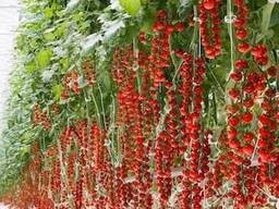 Мы реализуем проекты теплиц «под ключ».