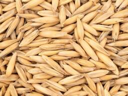 Овес урожай 2024 года