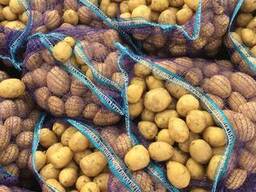 Patatesleri toplu halde satacağım