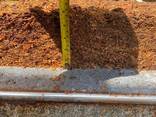 Почва Cocopit производство Шри-Ланка - фото 2