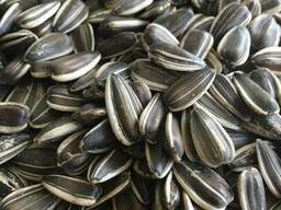 Подсолнечник / Sunflower seeds