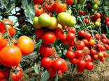 Помидор - фото 2