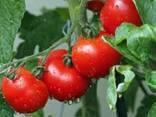 Помидор - фото 3