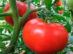 Помидоры