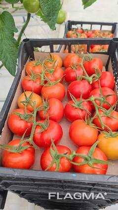 Помидоры из Туркменистана