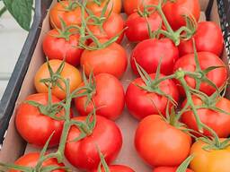 Помидоры из Туркменистана