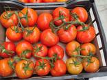 Помидоры из Туркменистана - photo 3