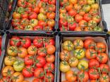 Помидоры из Туркменистана - photo 4