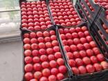 Помидоры из Туркменистана - photo 7
