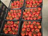 Помидоры из Туркменистана - photo 3