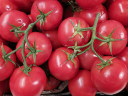 Помидоры свежие