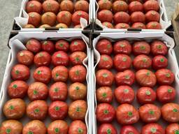 Помидоры томат