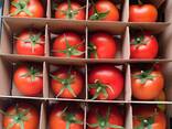 Помидоры томат - фото 3