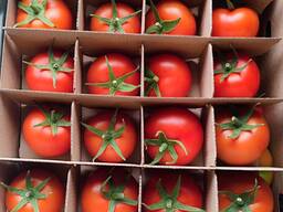 Помидоры томат
