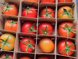 Помидоры томат - фото 2