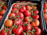 Помидоры томат - фото 2
