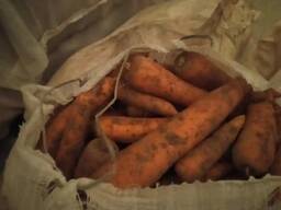 Продам морковь
