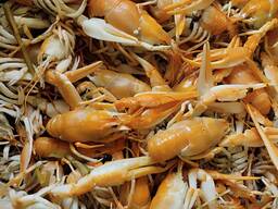 Продаю раков вареных и свежих