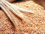 Пшеница - photo 1