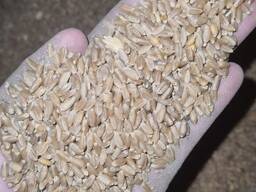 Пшеница 3, 4, 5 кл и неклассная (кормовая)