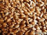 Пшеница мягкая, отруби, ячмень, овес, мука, лен, горчица - фото 1