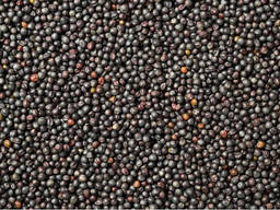 Рапс урожай 2024