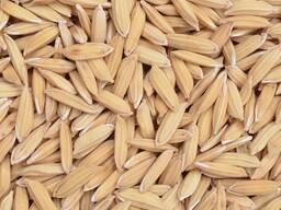 Рожь урожай 2024 года