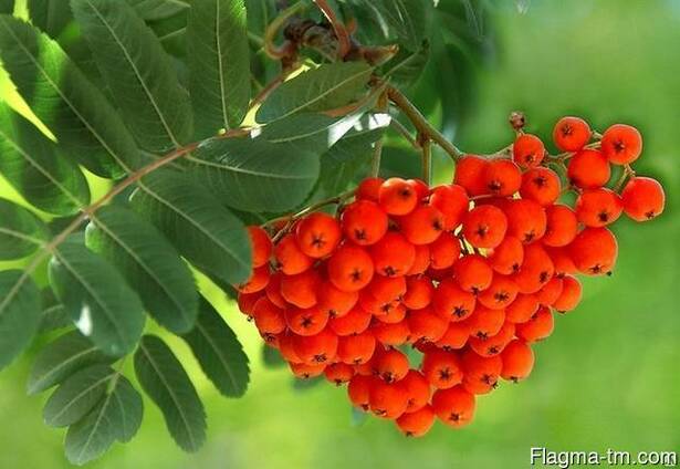 Рябина красная