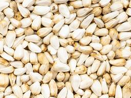 Сафлор урожай 2024 года