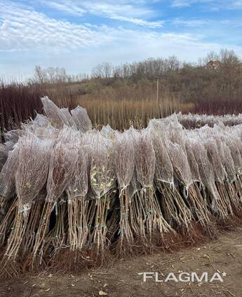 Саженцы плодовых деревьев производства Сербия