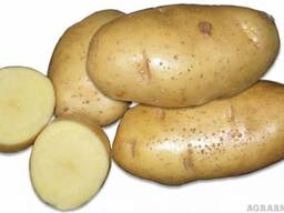 Семенной картофель из Беларуси. Картофель Скарб