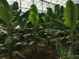 Современные тепличные комплексы для взращивания Бананов - Турция