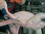 Страусиное мясо-Ostrich meat - photo 1