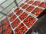 Свежие помидоры - фото 3