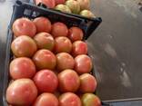Томат - фото 2