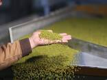 Green Mung bean from Uzbekistan - фото 5
