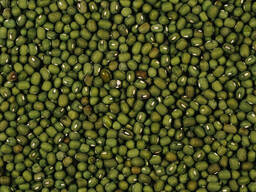 Зелёный Маш сорт галанский. green mung beans